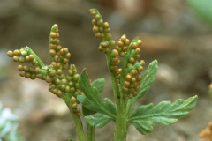 Lanceleaf Moonwort (Botrychium lanceolatum)