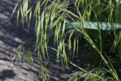Cheatgrass (Bromus tectorum)
