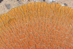 Desert Sunset Lichen (Caloplaca trachyphylla)