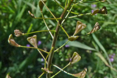 Shepherd's Purse (Capsella bursa-pastoris)