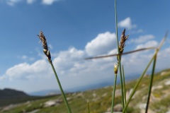 Blackroot Sedge (Carex elynoides)