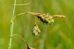 Little Sedge (Carex magellanica)