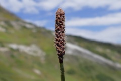 Northern Single-spike Sedge (Carex scirpoidea)