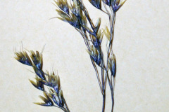 Tufted Hairgrass (Deschampsia caespitosa)