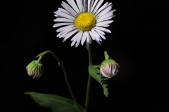 Coulter's Daisey (Erigeron coulteri) 