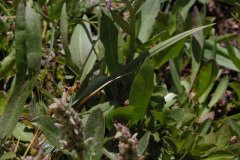 Bear River Daisy (Erigeron ursinus)