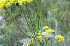 Sulphur Flower (Eriogonum umbellatum)