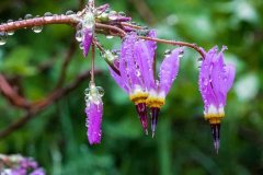 Shooting Star (Primula pauciflora)