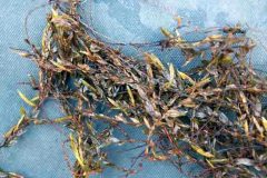 Common Water Moss (Fontinalis antipyretica)