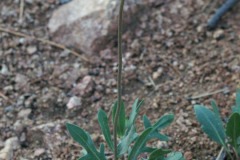 Blanketflower (Gaillardia aristata)