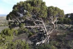 Utah Juniper (Juniperus osteosperma),