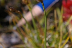 Bellardi Bog Sedge (Carex myosuroides),