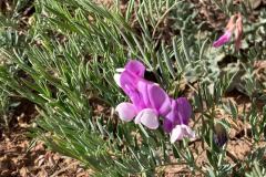 Manystem Pea (Lathyrus polymorphus) 