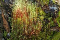 Golden Thread Moss (Leptobryum pyriforme)