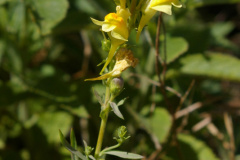 Butter and Eggs (Linaria vulgaris)