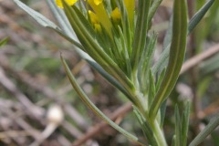 Plains Stoneseed (Lithospermum incisum)