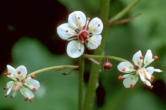Brook Saxifrage (Micranthes odontoloma)