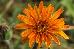 Orange Mountain Dandelion (Agoseris aurantiaca)