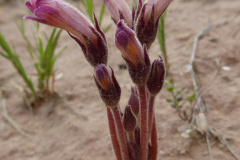 Clustered broomrape (Orobanche fasciculata)