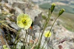 Alpine Poppy (Papaver radicatum)