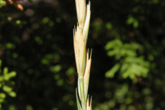 Western Wheatgrass (Pascopyrum smithii)