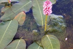 Water Smartweed (Persicaria amphibia)