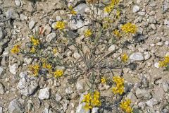 Great Plains Bladderpod (Physaria arenosa)