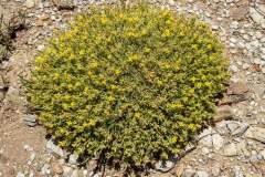 Cushion Bladderpod (Physaria pulvinata), Mustard Family (Brassicaceae)