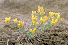 Straight Bladderpod (Physaria rectipes)
