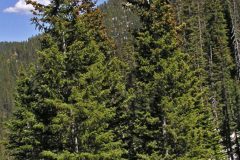 Engelmann Spruce (Picea engelmannii)