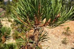 Lodgepole Pine (Pinus contorta var. latifolia)