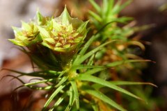 Common Haircap Moss (Polytrichum commune)