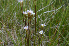Greenland Primrose (Primula egaliksensis)