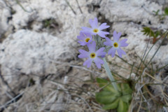 Silvery Primrose (Primula incana)