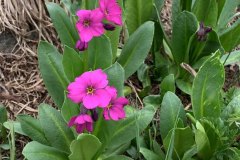 Parry’s Primrose (Primula parryi)