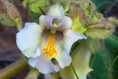Ram's Horn (Proboscidea lousianica)