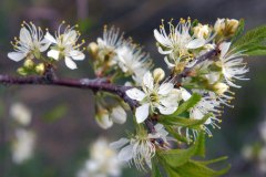 Wild Plum (Prunus americana)