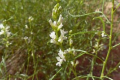 Lemon Scurfpea (Psoralidium lanceolatum)