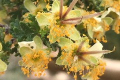 Stansbury Cliffrose (Purshia stansburiana)