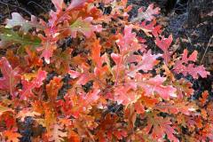 Gambel Oak (Quercus gambellii)