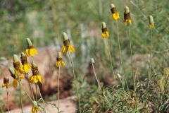 Yellow Prairie Coneflower (Ratibida columnifera)