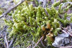 Golden Glade-moss (Rhytidium rugosum)