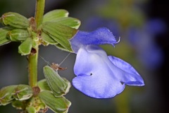 Blue Sage (Salvia azurea var. Grandiflora)