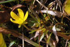 Yellow Marsh Saxifrage (Saxifraga hirculus)