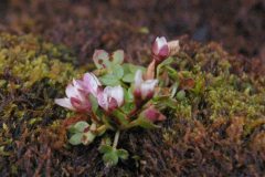 Alpine Brook Saxifrage (Saxifraga rivularis)