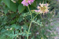 Crownvetch (Securigera varia) 