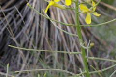 Tall Tumbleweed (Sisymbrium altissimum)