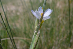 Pale Blue-eyed Grass (Sisyrinchium pallidum)