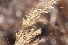 Indian Grass (Sorghastrum nutans)