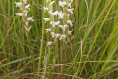 Ute's Ladies Tresses Orchid (Spiranthes diluvialis)